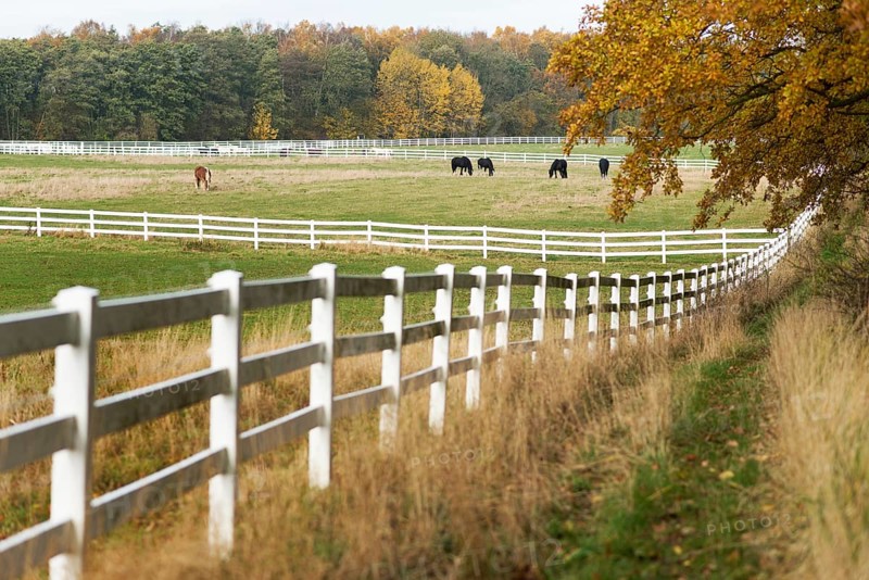 Paddocks in autumn