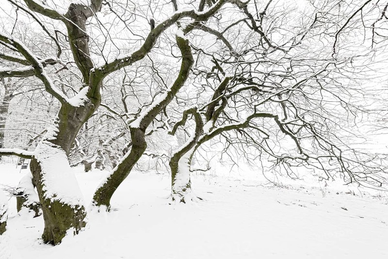 Avenue of snow-covered Dwarf Beeches or Suentel Beeches (Fagus sylvatica var suentelensis)