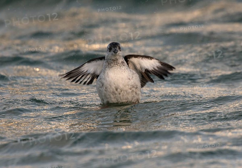 Black Guillemot or Tystie (Cepphus grylle)