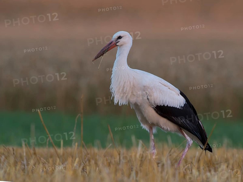 White Stork (Ciconia ciconia)