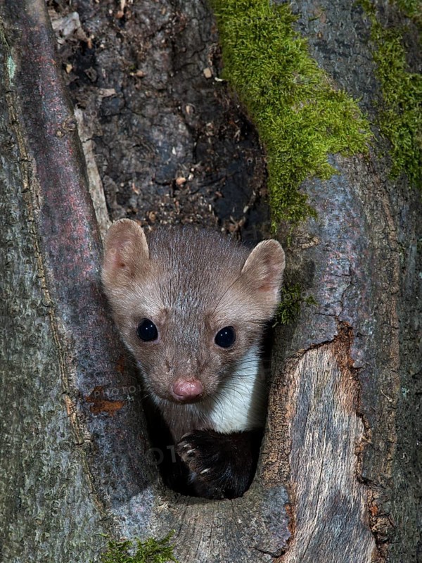 Stone Marten or Beech Marten (Martes foina)