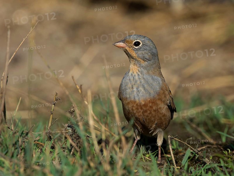 Cretzschmar's Bunting (Emberiza caesia)