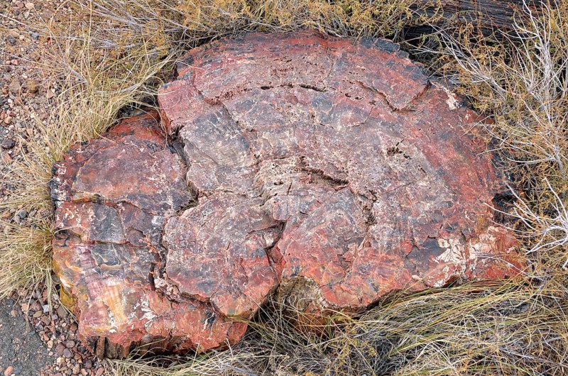 Fragment of a silicified tree trunk
