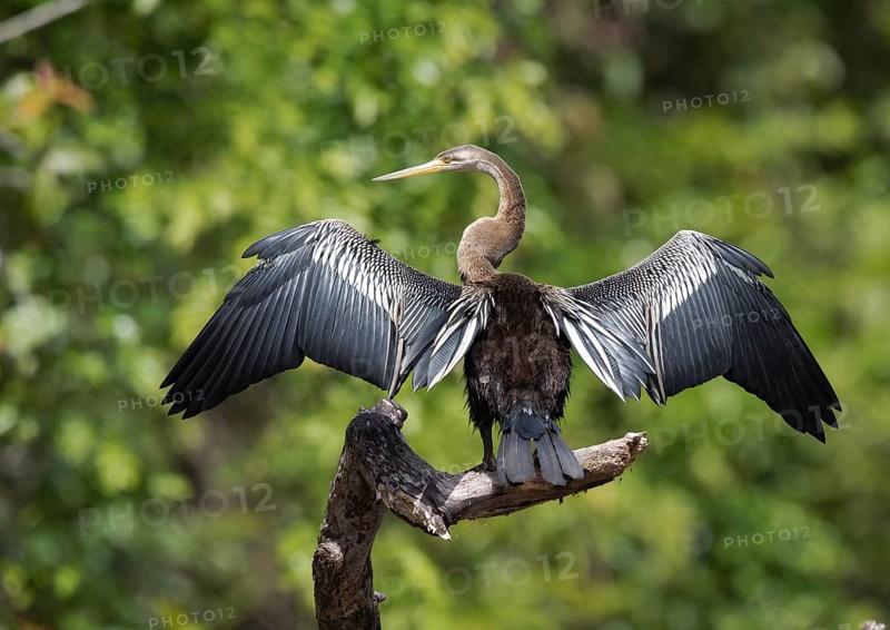 Oriental Darter (Anhinga melanogaster) drying the wings