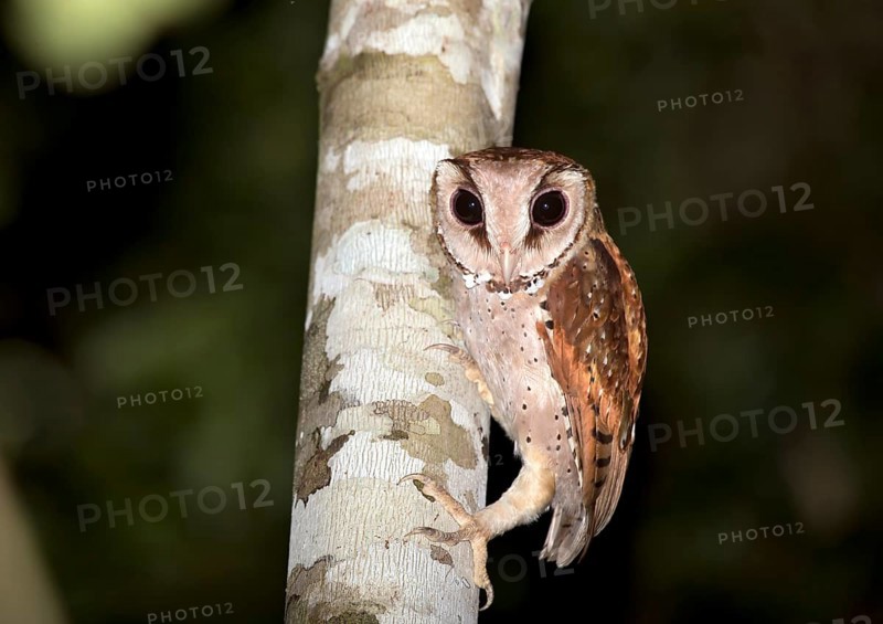 Oriental bay owl (Phodilus badius) on tree trunk