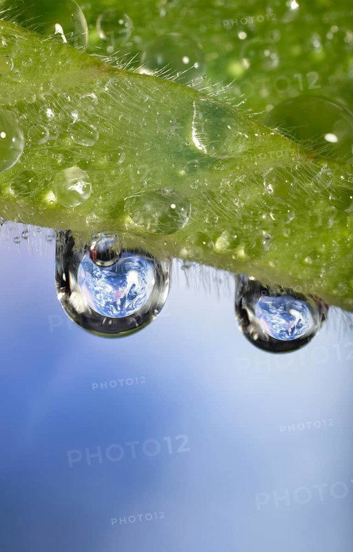 Planet Earth reflected in dewdrops