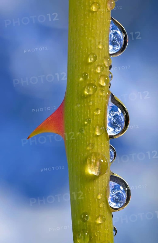 Planet Earth reflected in dewdrops on a rose stem with thorn
