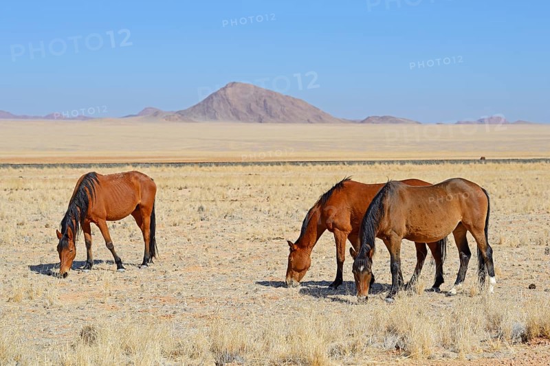Wild horses grazing