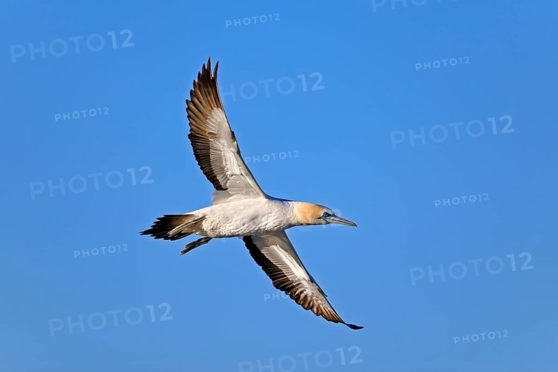 Cape Gannet (Morus capensis)