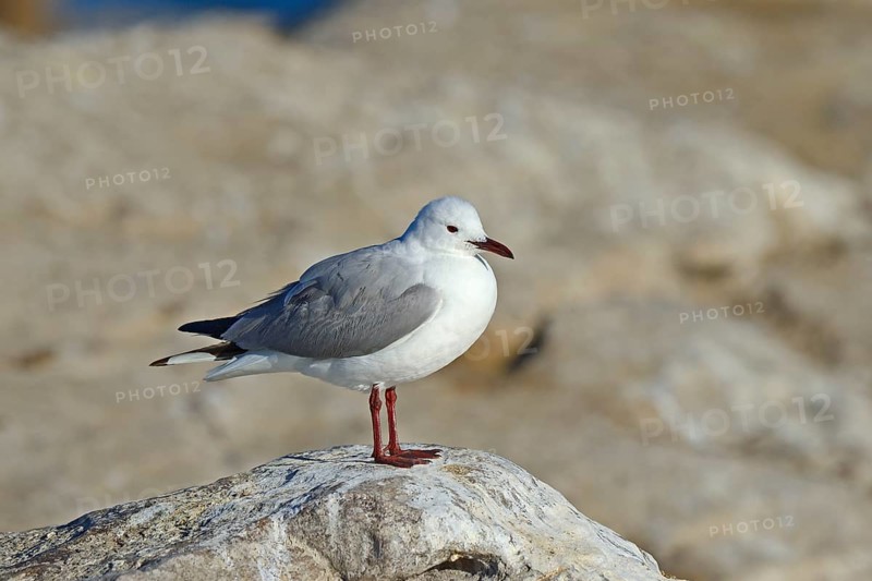 Hartlaub's Gull or King Gull (Chroicocephalus hartlaubii
