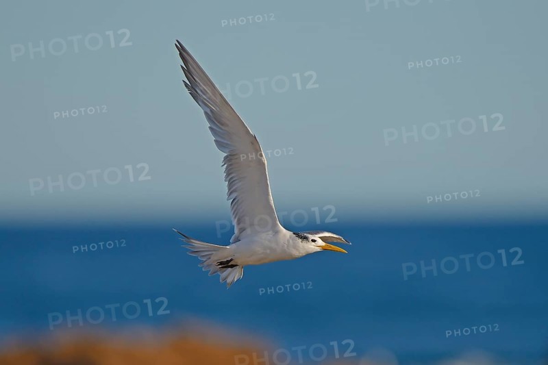 Greater Crested Tern (Thalasseus bergii)