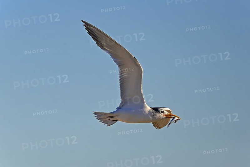 Greater Crested Tern (Thalasseus bergii) with caught fish in the beak