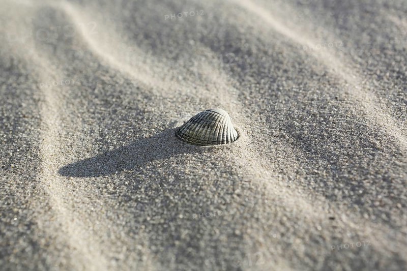 Shell lying in the sand on the beach