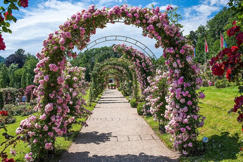 Rose arches in the Rose Garden