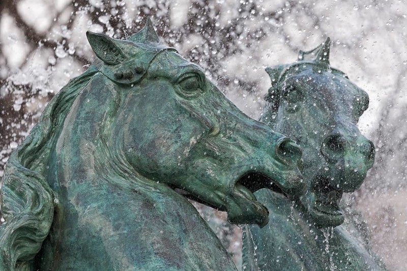 Heads of two horses