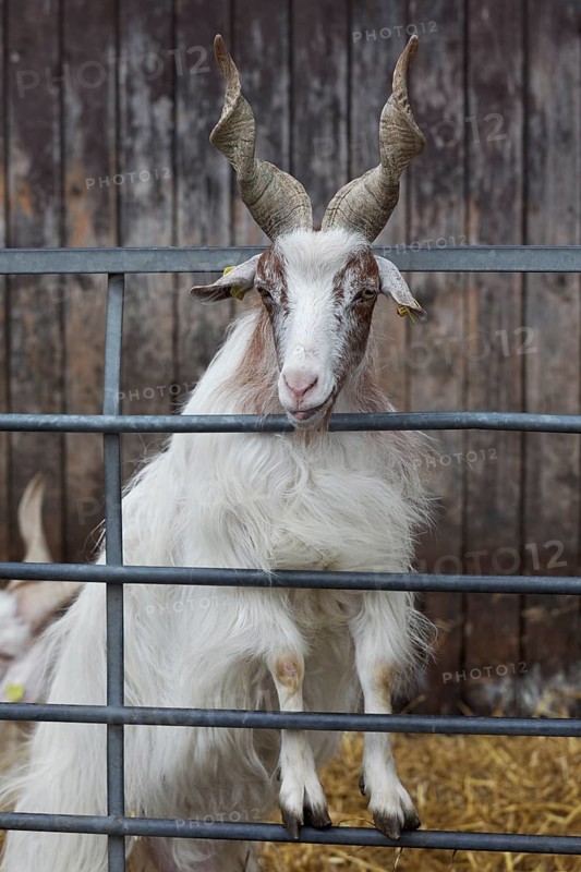 Girgentana goat
