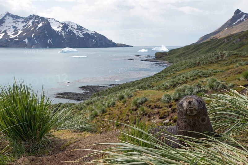 Antarctic Fur Seal (Arctocephalus gazella)