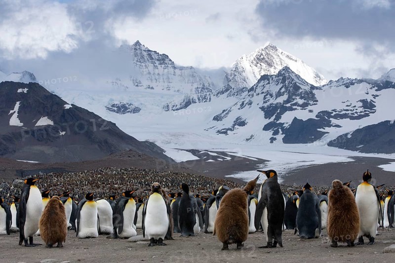 King Penguins (Aptenodytes patagonicus) adult birds and chicks