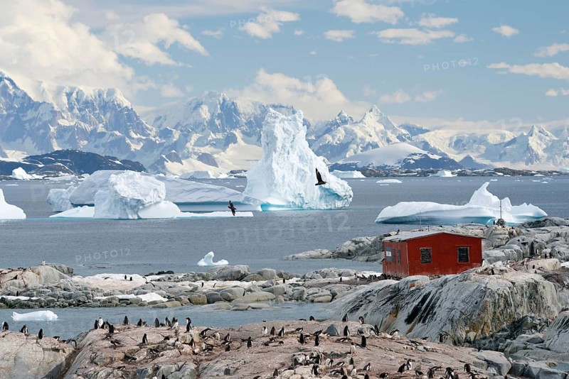 Argentinian refuge in front of icebergs and Gentoo Penguins (Pygoscelis papua)