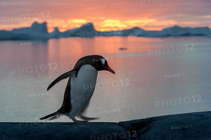 Gentoo Penguin (Pygoscelis papua) at sunset in front of a fjord and icebergs