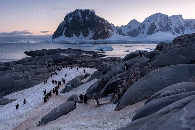 Gentoo Penguins (Pygoscelis papua) on the way from the colony to the sea