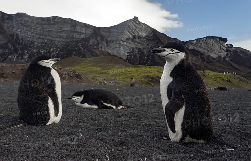 Chinstrap Penguins (Pygoscelis antarctica) in front of glaciers