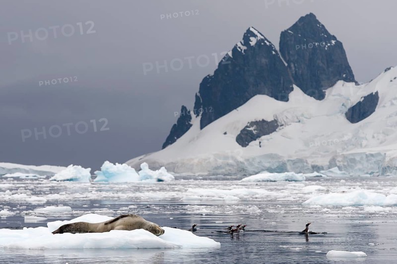 Leopard Seal (Hydrurga leptonyx)