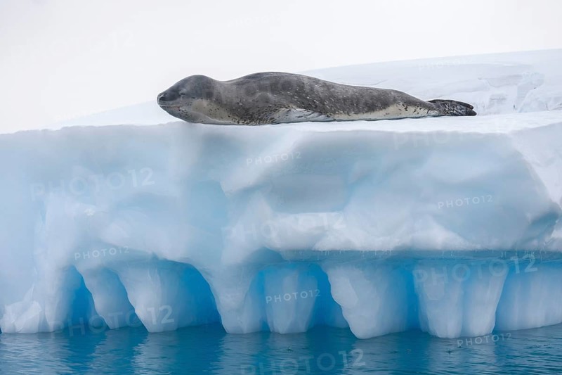 Leopard Seal (Hydrurga leptonyx) lying on an iceberg