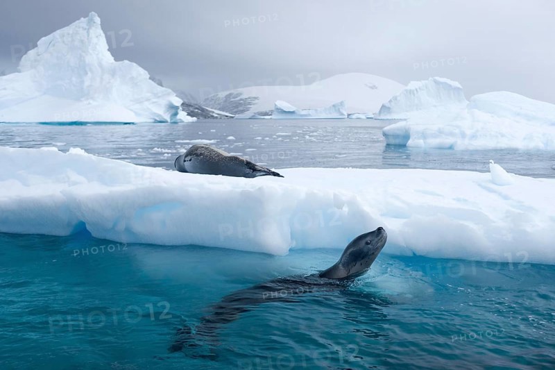Leopard Seals (Hydrurga leptonyx)