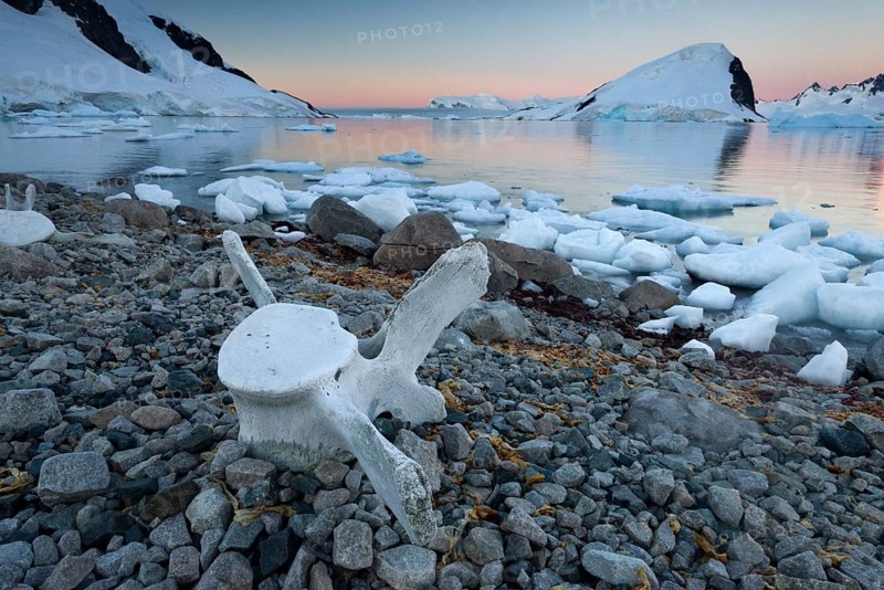 Vertebrae of a large whale on the stony shore