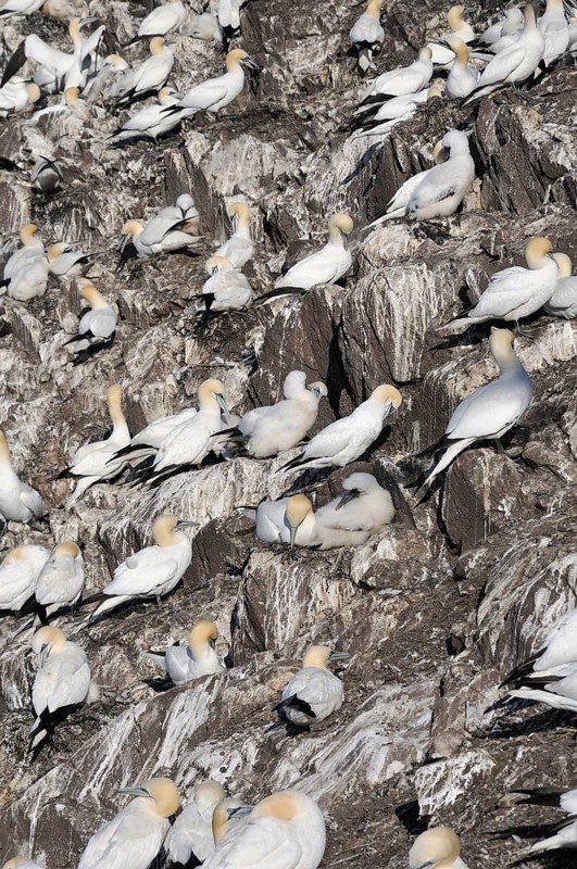 Northern Gannet (Morus bassanus) colony
