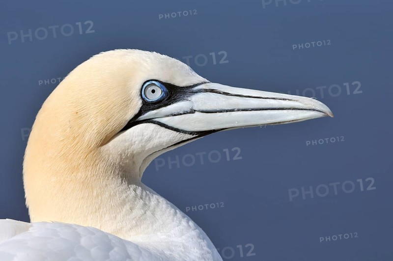 Northern Gannet (Morus bassanus)
