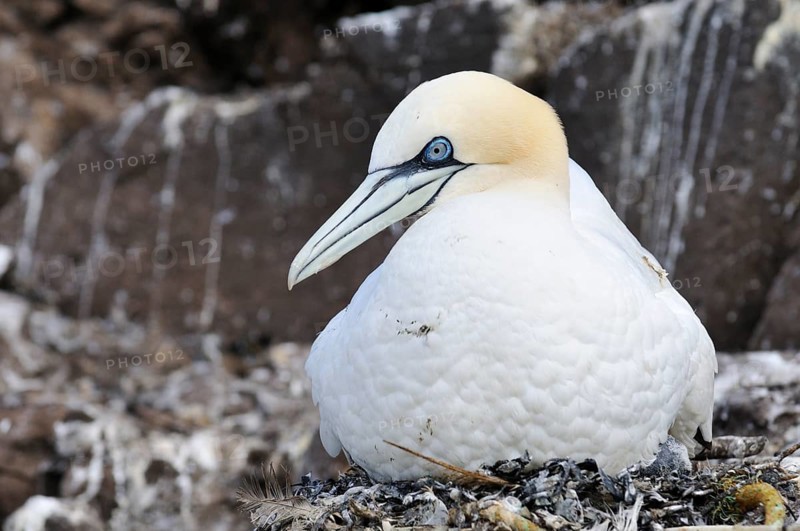Northern Gannet (Morus bassanus) on its nest
