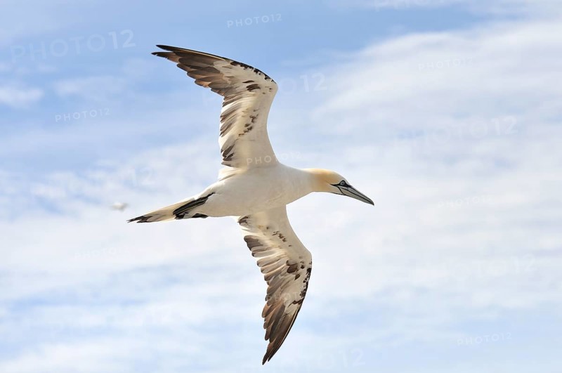 Northern Gannet (Morus bassanus) in flight