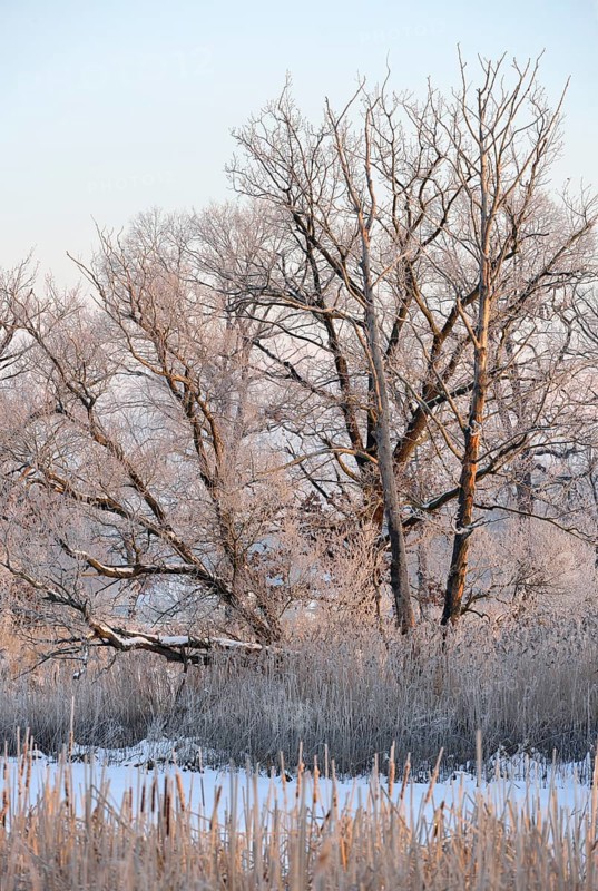 Snow-covered and frosty winter landscape in a pond area