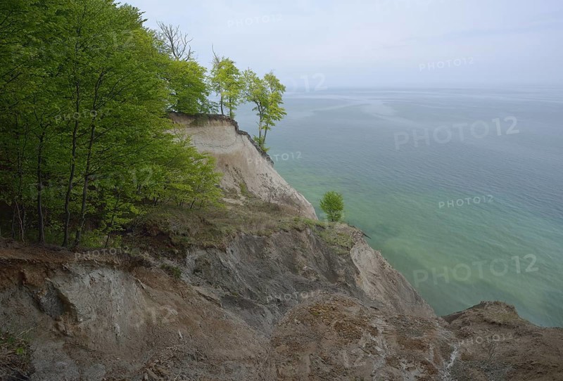 Trees growing on the steep coast with chalk cliffs