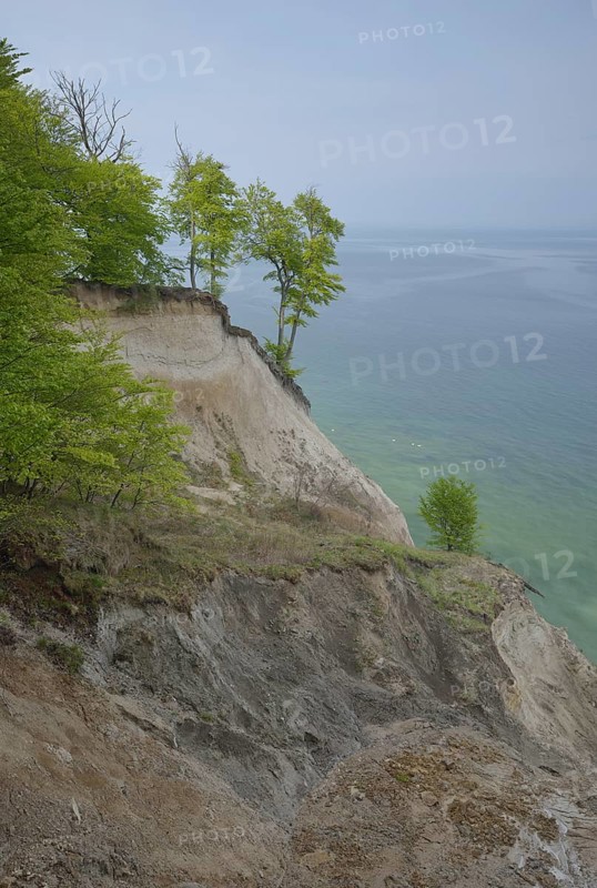 Trees growing on the steep coast with chalk cliffs
