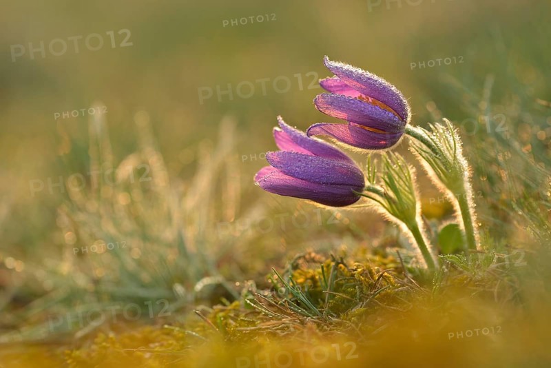 Common Pasque Flower or Dane's Blood (Pulsatilla vulgaris)