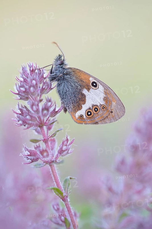 Pearly Heath (Coenonympha arcania)