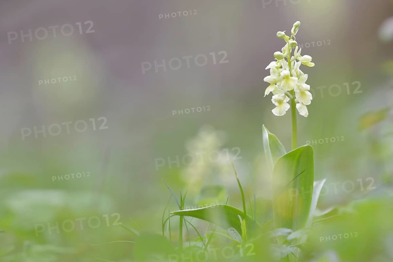 Pale-flowered Orchid (Orchis pallens)