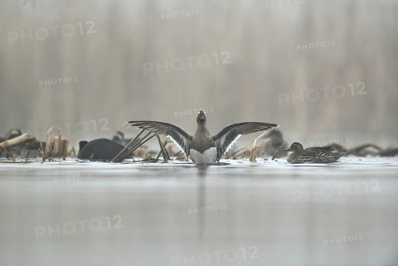 Garganey  ducks(Anas querquedula) in the morning mist