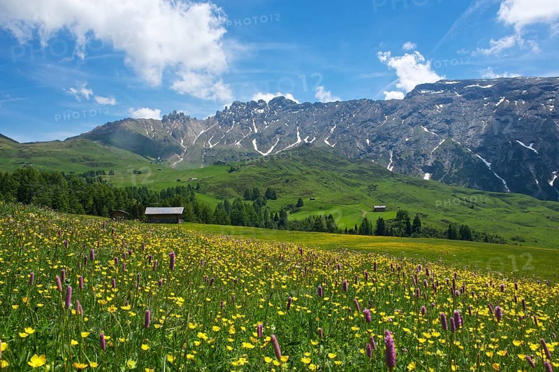 Blooming alpine meadows looking towards the Denti di Terrarossa mountains