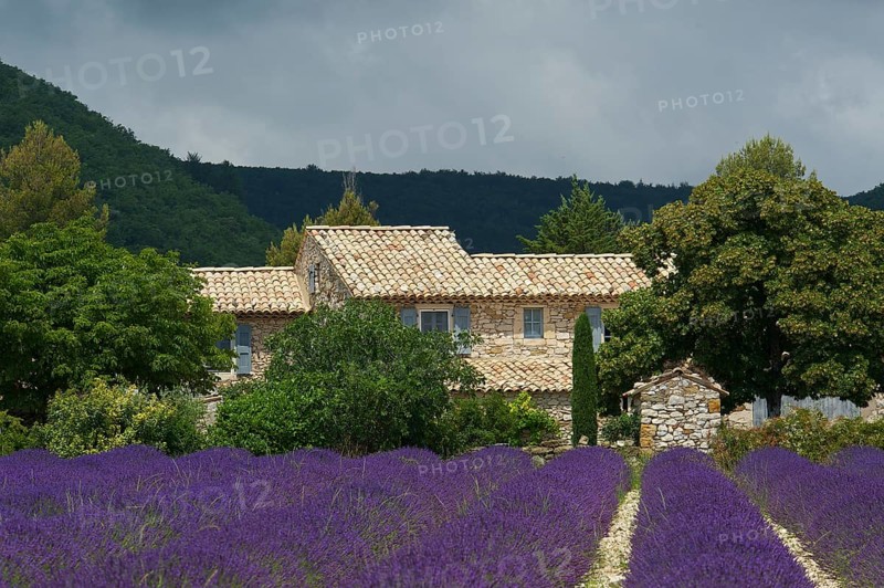 House in a lavender field