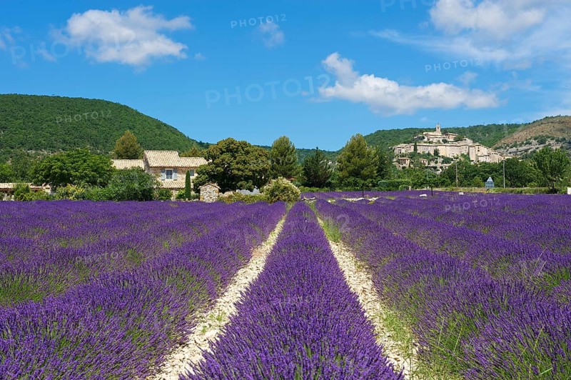 View over a lavender field towards the village