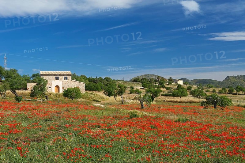 Flowering poppy meadow