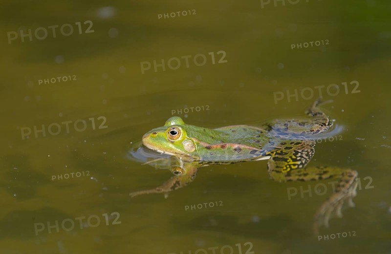 Edible frog