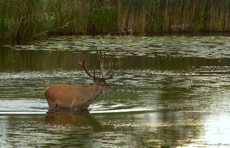 Red deer (Cervus elaphus)