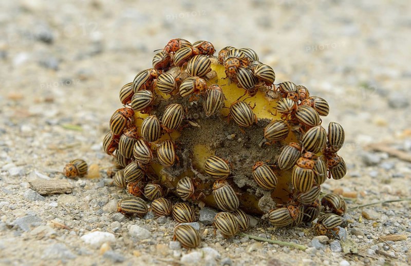 Colorado potato beetle