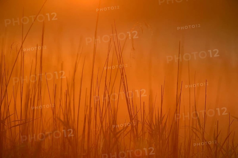Grass in the morning light