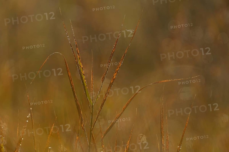 Reeds with morning dew